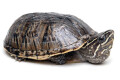 Sternotherus odoratus adult
